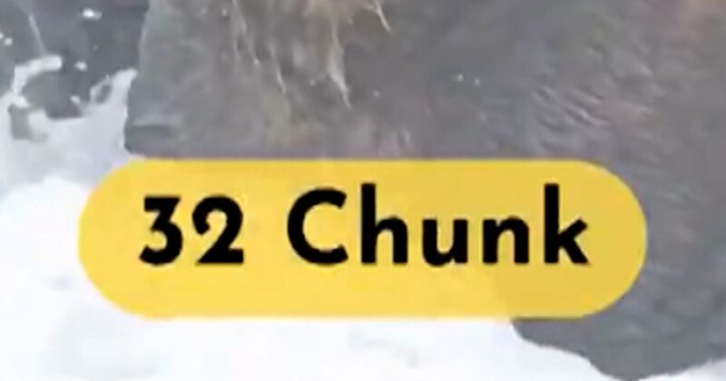 Chunk named top “Fat Bear” of 2025