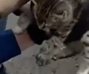 Washington state troopers rescue kitten from freeway