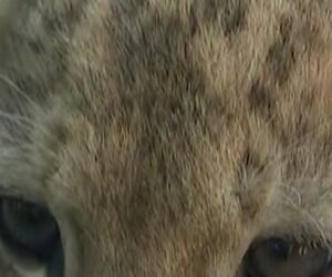 Lion cubs make their public debut at the Denver Zoo