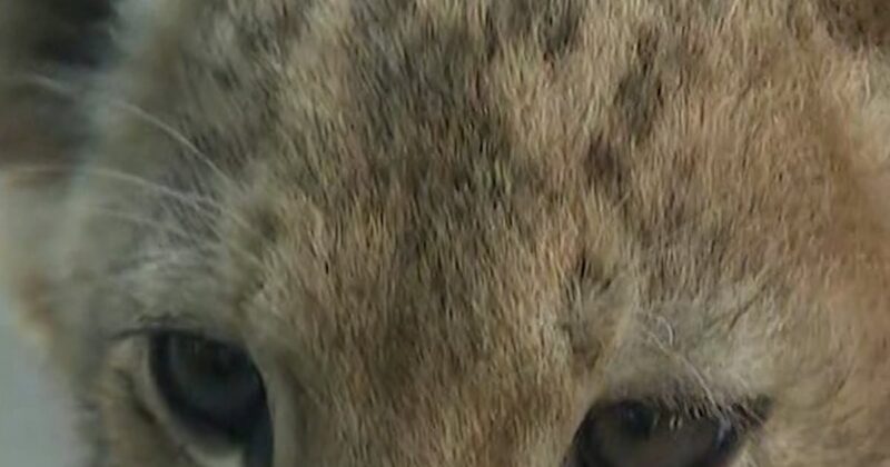 Lion cubs make their public debut at the Denver Zoo