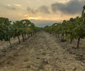 What Wine Can Teach Us About Climate Change