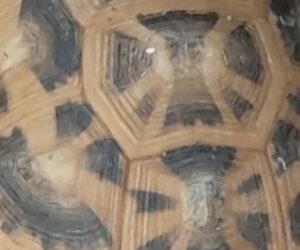 Police hunt for suspects after rare tortoises stolen