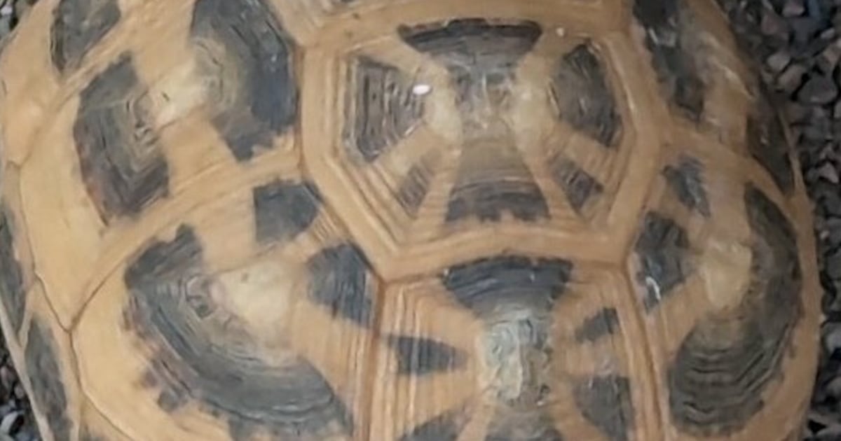 Police hunt for suspects after rare tortoises stolen