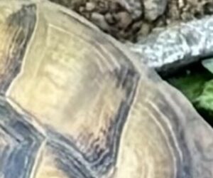 Rare tortoises found safe after being stolen in Indiana