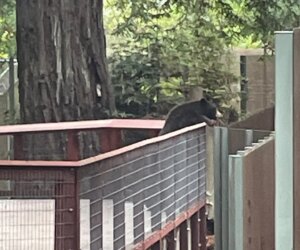 Wild bear visits Sequoia Park Zoo in California, delights staff members