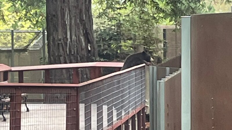 Wild bear visits Sequoia Park Zoo in California, delights staff members