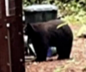 Wild bear caught sneaking into Northern California zoo