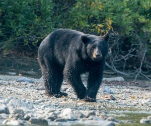 Man dies from suspected bear attack days after texting family photos of beast