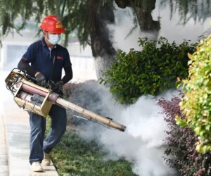 CDC warns of deadly chikungunya virus threat for traveling Americans