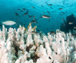 The World’s First Climate Tipping Point Has Been Crossed