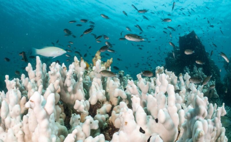 The World’s First Climate Tipping Point Has Been Crossed