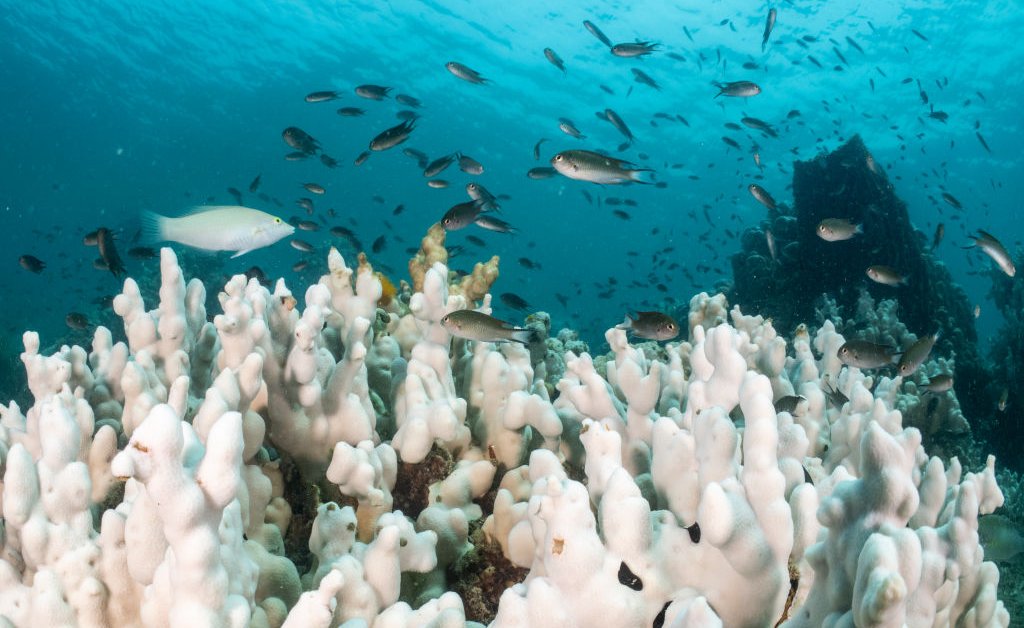 The World’s First Climate Tipping Point Has Been Crossed