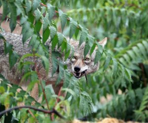 9-year-old Oregon child bitten by coyote while playing hide-and-seek
