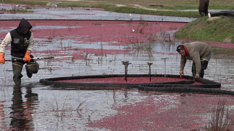 Cranberry farmers turning old bogs into wetlands