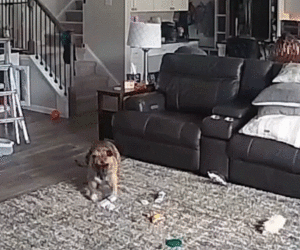 North Carolina fire chief’s dog causes fire after chewing on battery