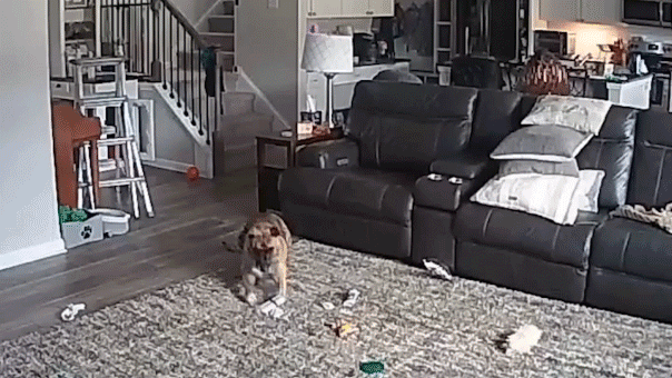 North Carolina fire chief’s dog causes fire after chewing on battery