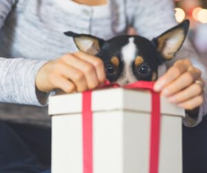 Practical gifts for dog lovers who are over the mess
