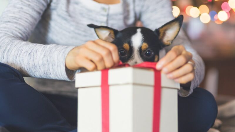Practical gifts for dog lovers who are over the mess