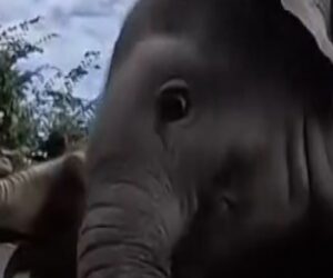 Baby elephant plays with pumpkin at annual fall event