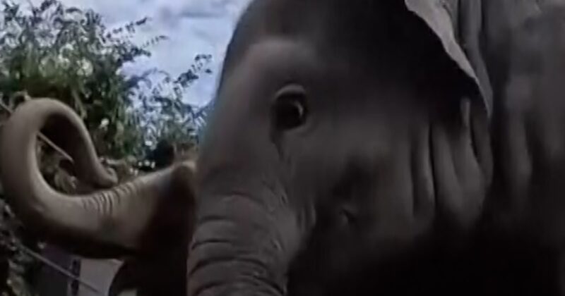 Baby elephant plays with pumpkin at annual fall event