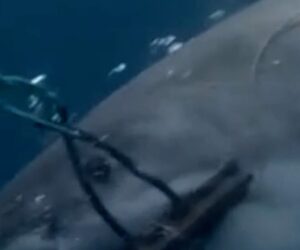Shark bite-resistant wetsuits could cut severe injuries