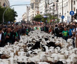 Sheep take over Madrid’s streets during annual festival