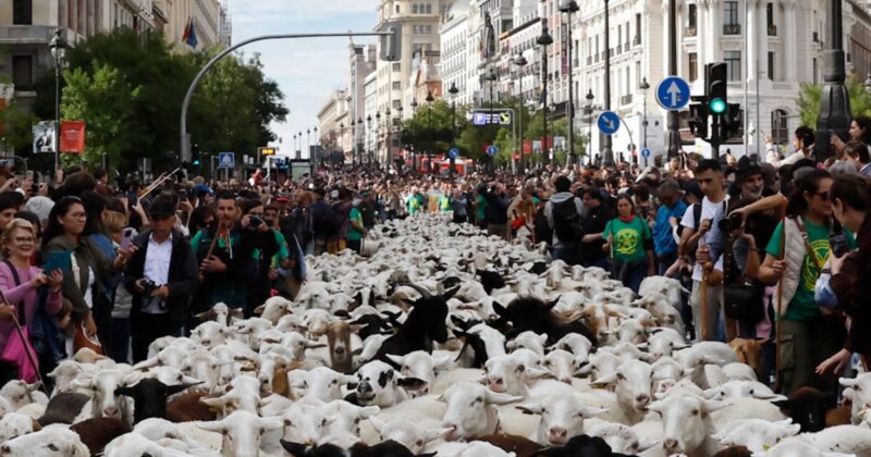 Sheep take over Madrid’s streets during annual festival