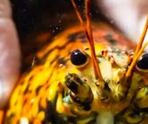 Rare ‘spooky’ lobster donated to marine biologists