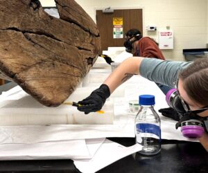 Wooden canoe found in Fort Myers, Florida, after Hurricane Ian still puzzles experts