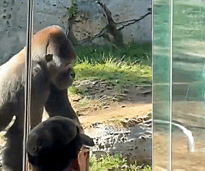 Gorilla charges its habitat, shattering glass at San Diego Zoo, shocking visitors