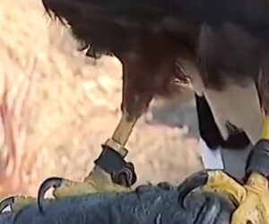 Trained hawks stolen during L.A. Rams NFL game