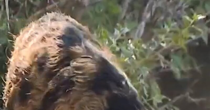 Feral hogs roam Texas apartment complex