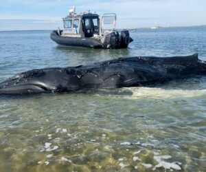 Baby humpback whale dies after stranding on Long Beach Island sandbar