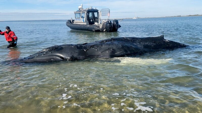 Baby humpback whale dies after stranding on Long Beach Island sandbar