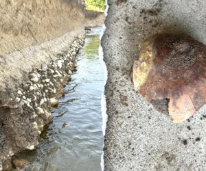 4,000-year-old human skull found by hobbyist on Indiana riverbank