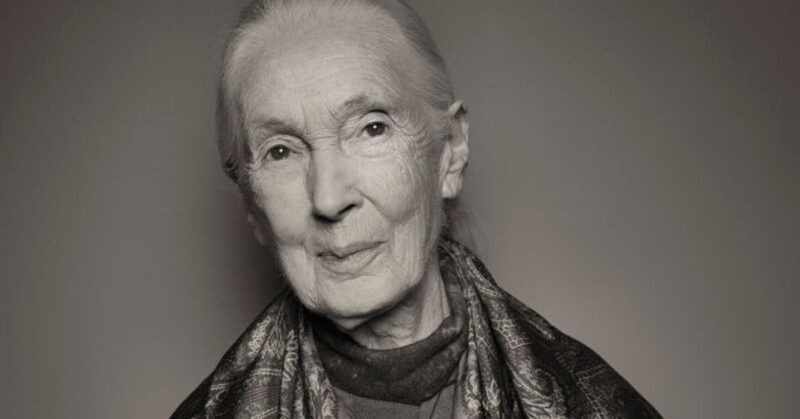 Global Activists, Celebrities, Politicians Pay Tribute to Jane Goodall