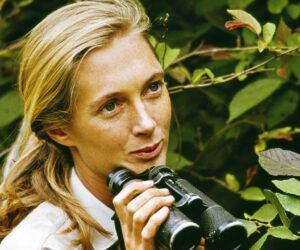 Jane Goodall’s cause of death revealed as cardiac arrest at age 91
