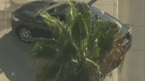 Driver barricades himself in car outside Los Angeles City Hall prompting evacuation