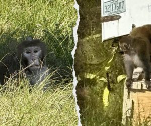 3 escaped monkeys still at large after Mississippi truck crash, 5 killed
