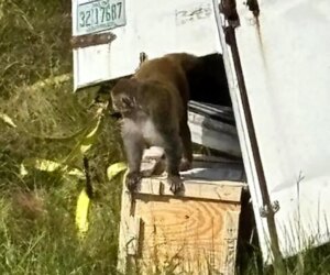Mississippi highway crash releases ‘aggressive’ research monkeys into community