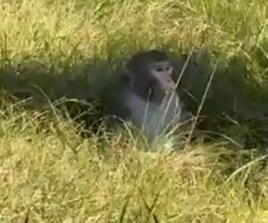 Truck transporting monkeys crashes in Mississippi