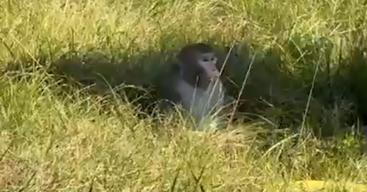 Truck transporting monkeys crashes in Mississippi