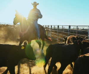 Argentina beef imports won’t fix corporate concentration, ranchers say