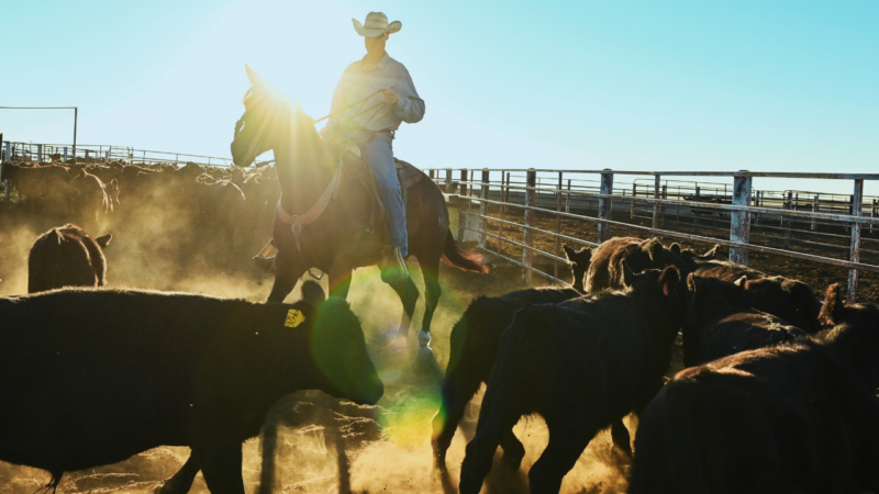 Argentina beef imports won’t fix corporate concentration, ranchers say