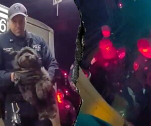 NYPD officers rescue missing dog from under NYC subway train