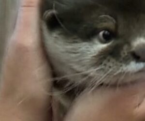 Otter is nation’s first on search and recovery team