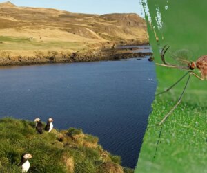 Mosquitoes spotted in Iceland for the first time in recorded history