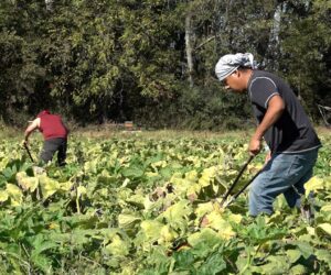 Drought conditions across the U.S. strain pumpkin patches