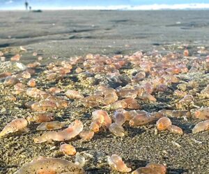 Sea cucumbers by the thousands are washing ashore on Seaside, Oregon, beach coastline