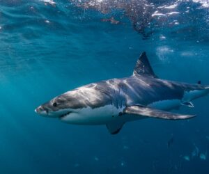 Florida man recovering after shark bite while snorkeling in Keys